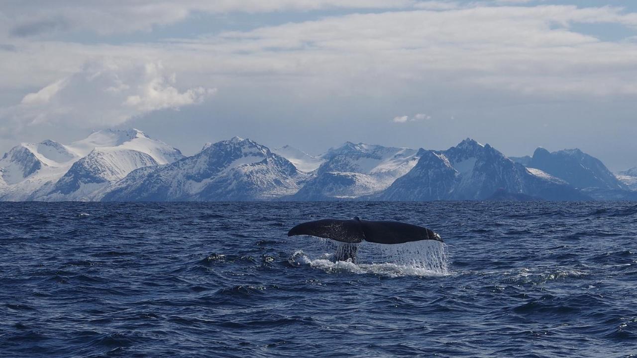Prima Lofoten Myrland Dış mekan fotoğraf