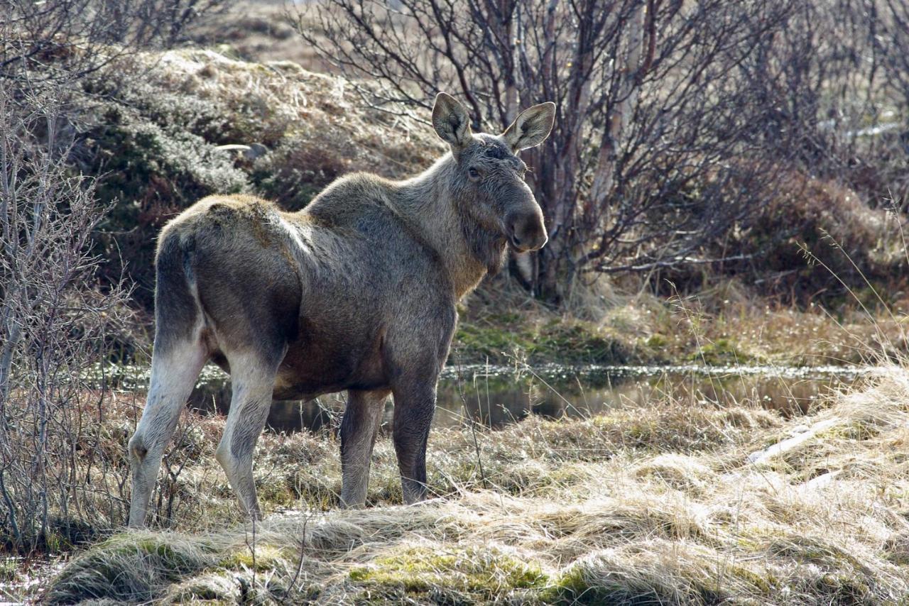 Prima Lofoten Myrland Dış mekan fotoğraf