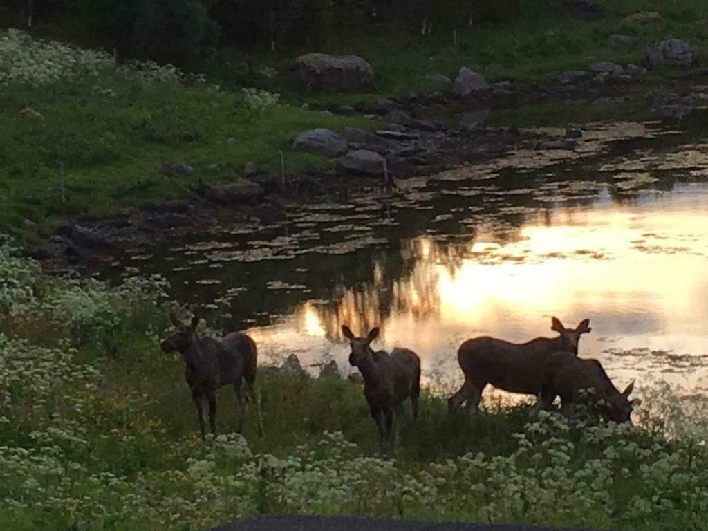 Prima Lofoten Myrland Dış mekan fotoğraf